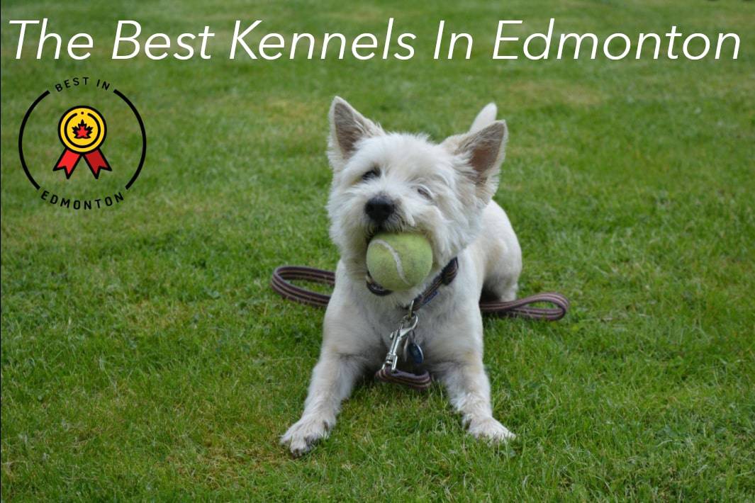 Best Kennels in Edmonton